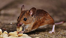 24 Hour & Emergency Exterminators in Dalton Gdns, ID